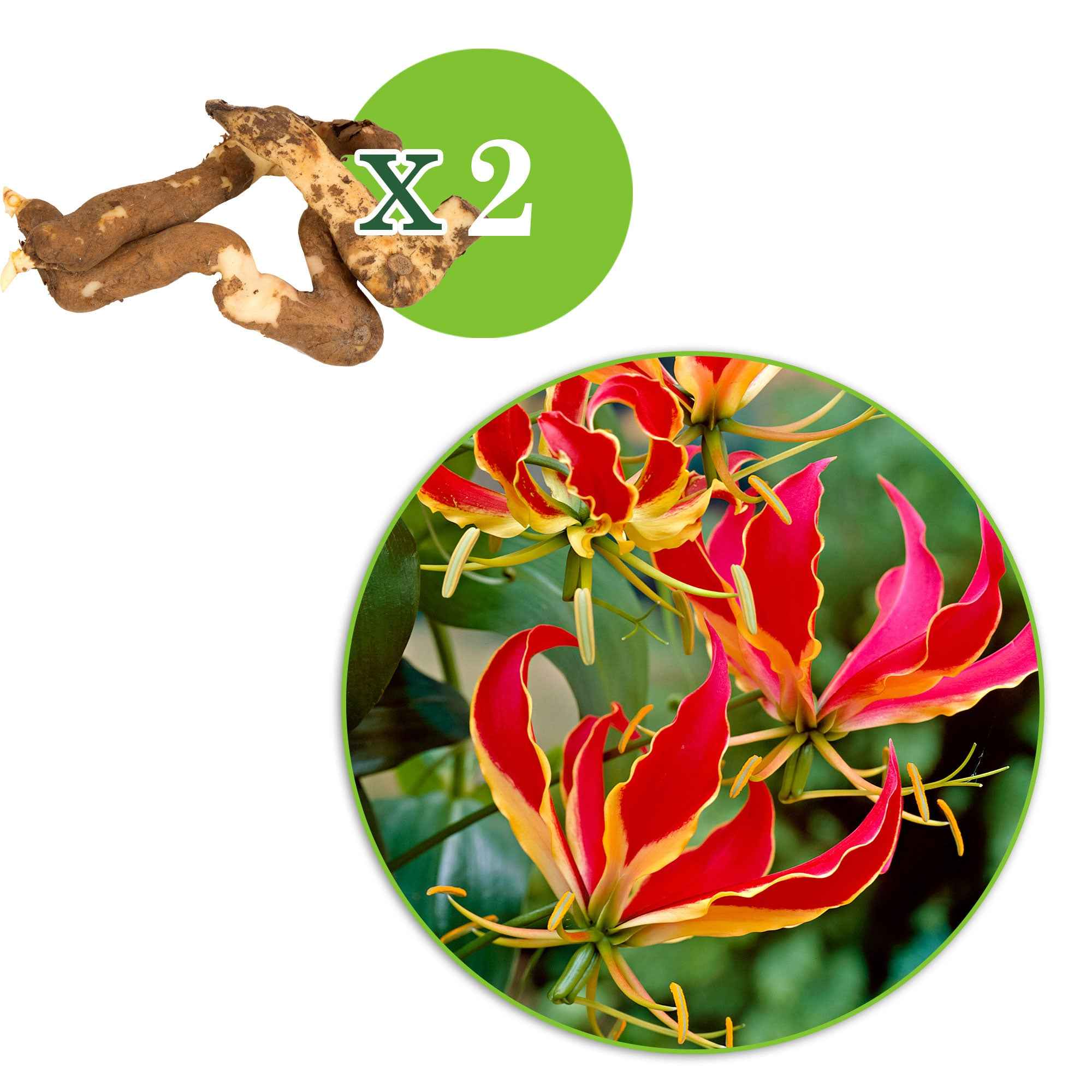 Miniatuur 2
