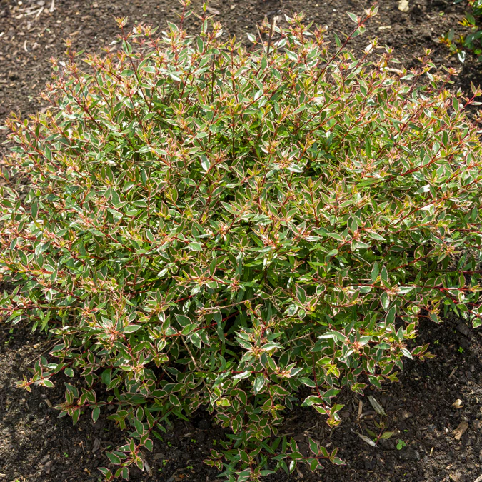 Miniatuur 1