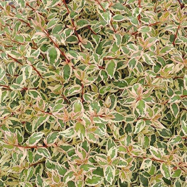 Miniatuur 2