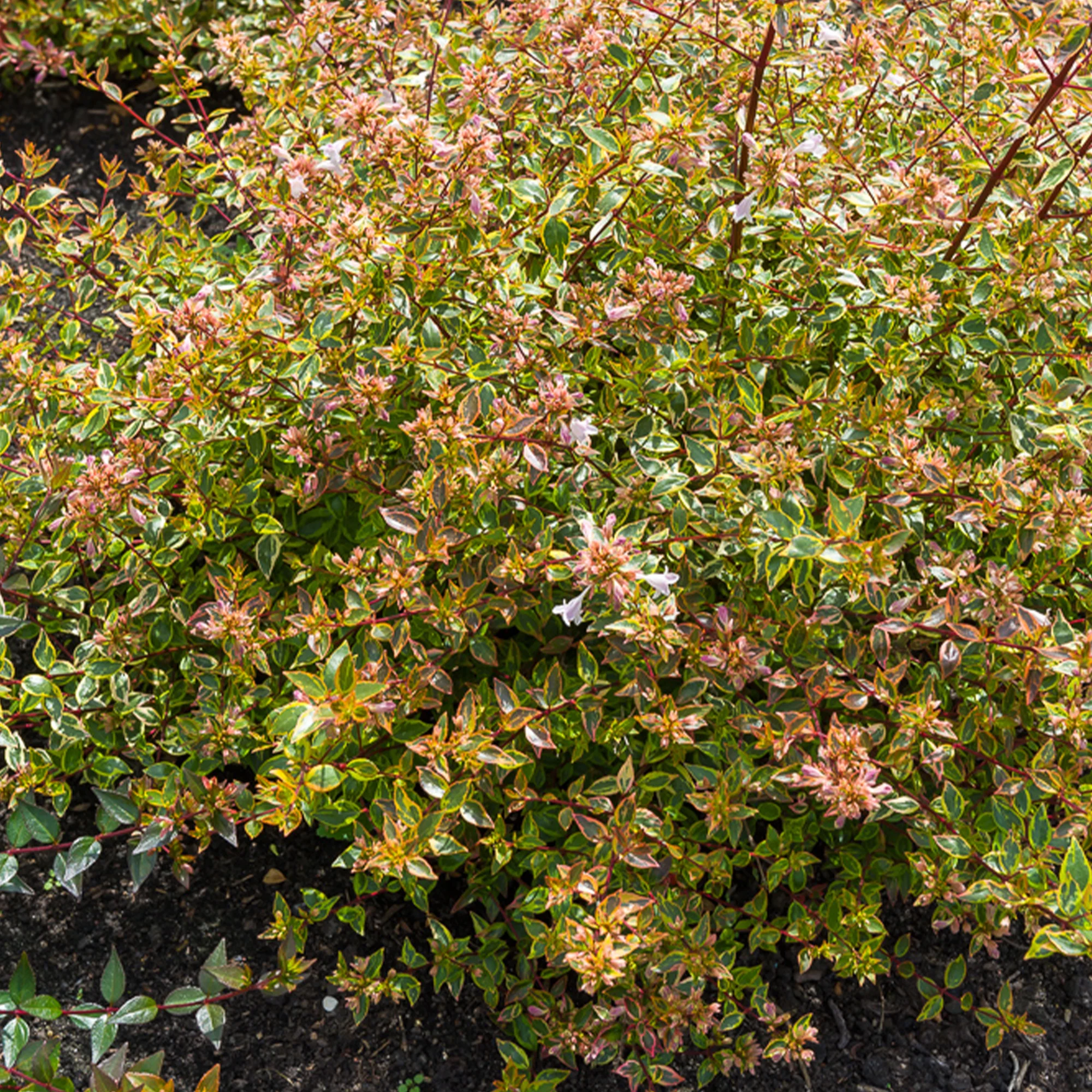 Miniatuur 1