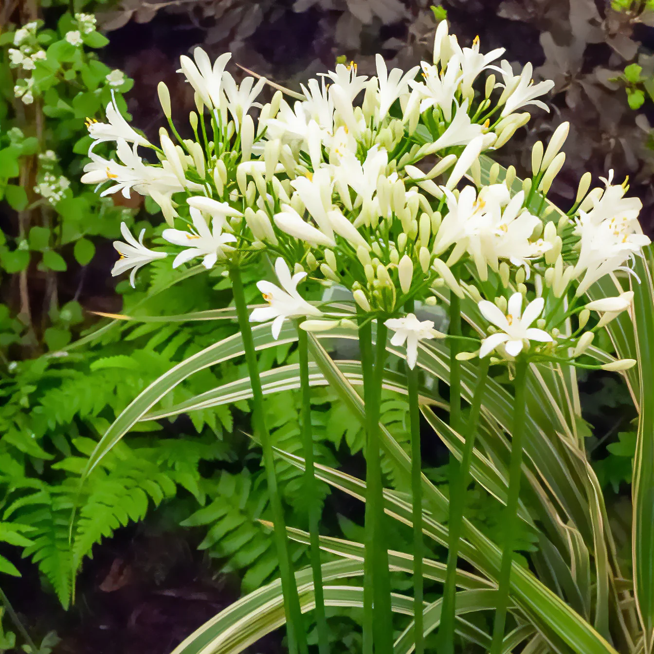 Miniatuur 2