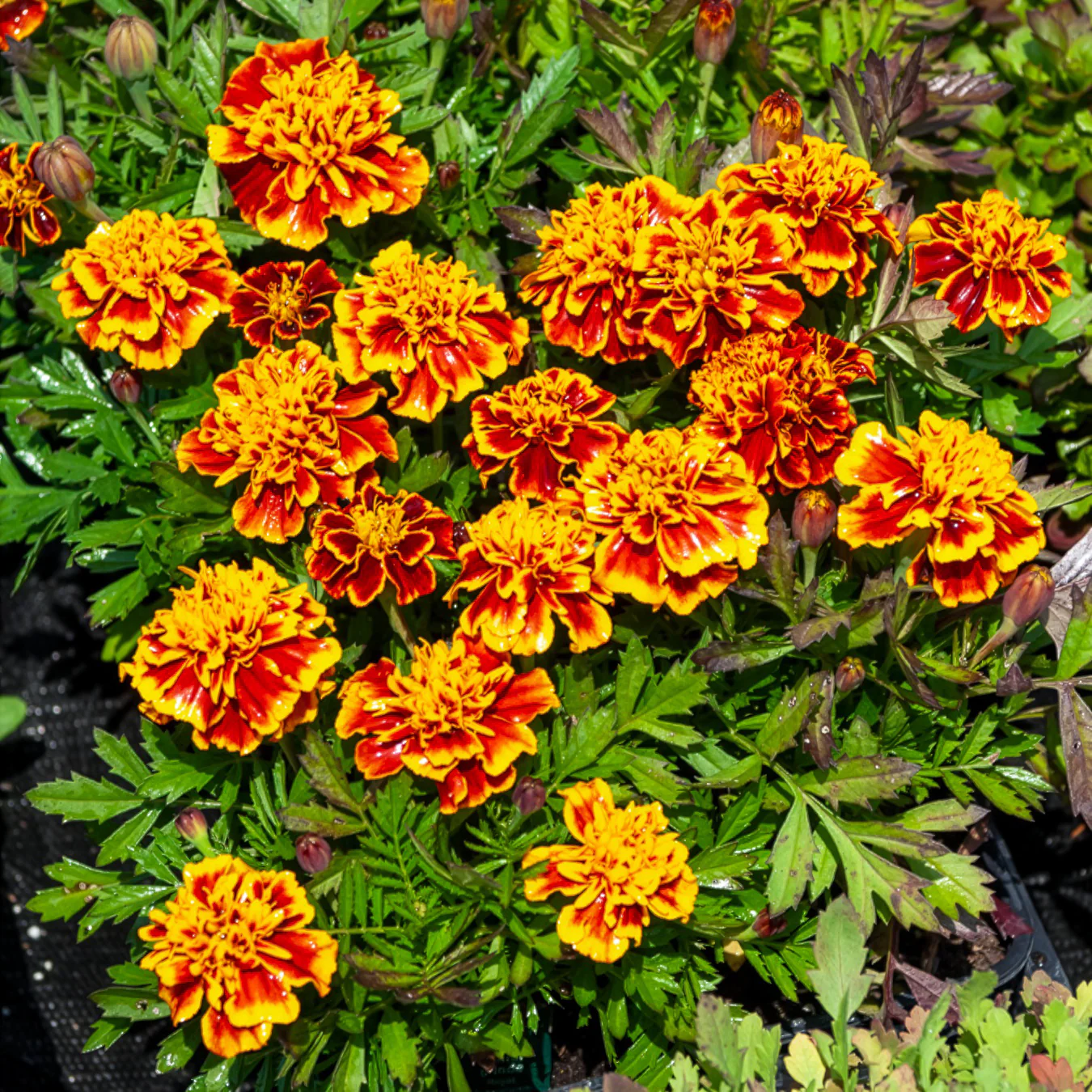 Miniatuur 2