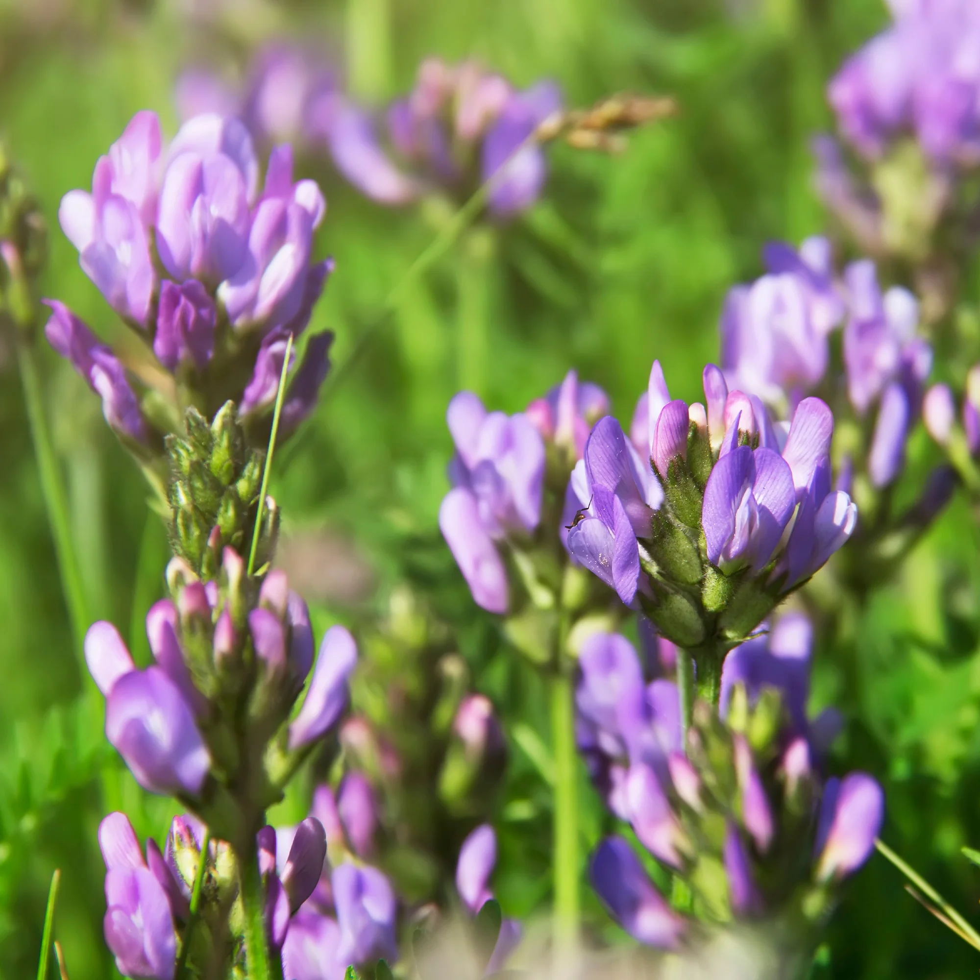 Miniatuur 1