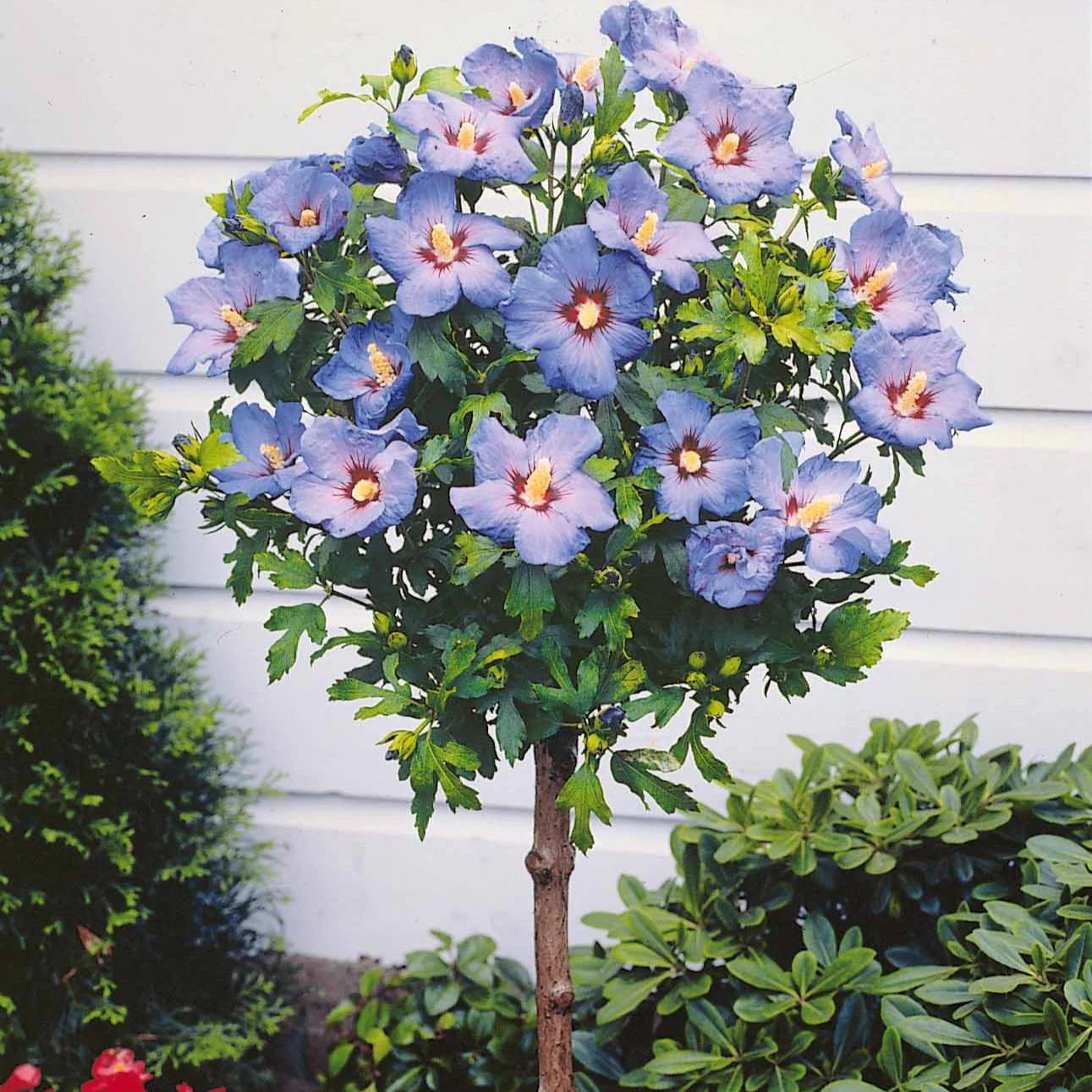 Miniatuur 2