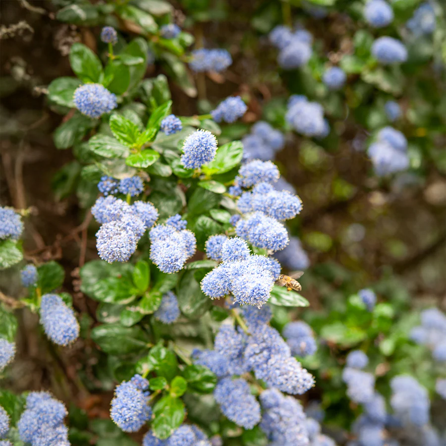 Miniatuur 2
