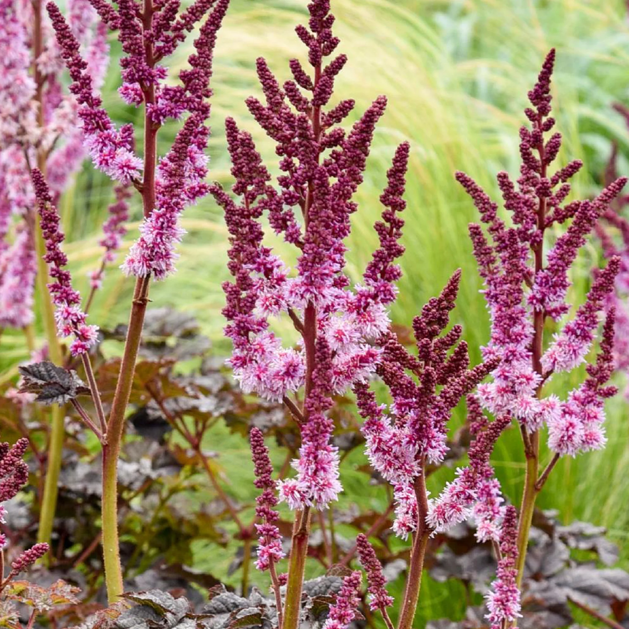 Miniatuur 2
