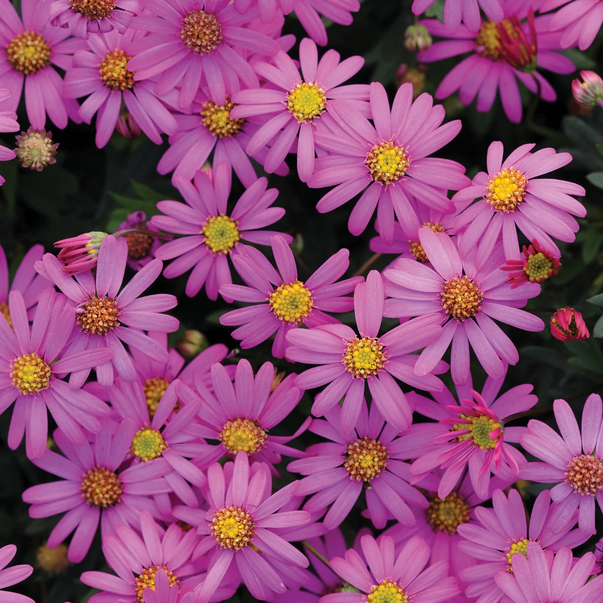 Miniatuur 2