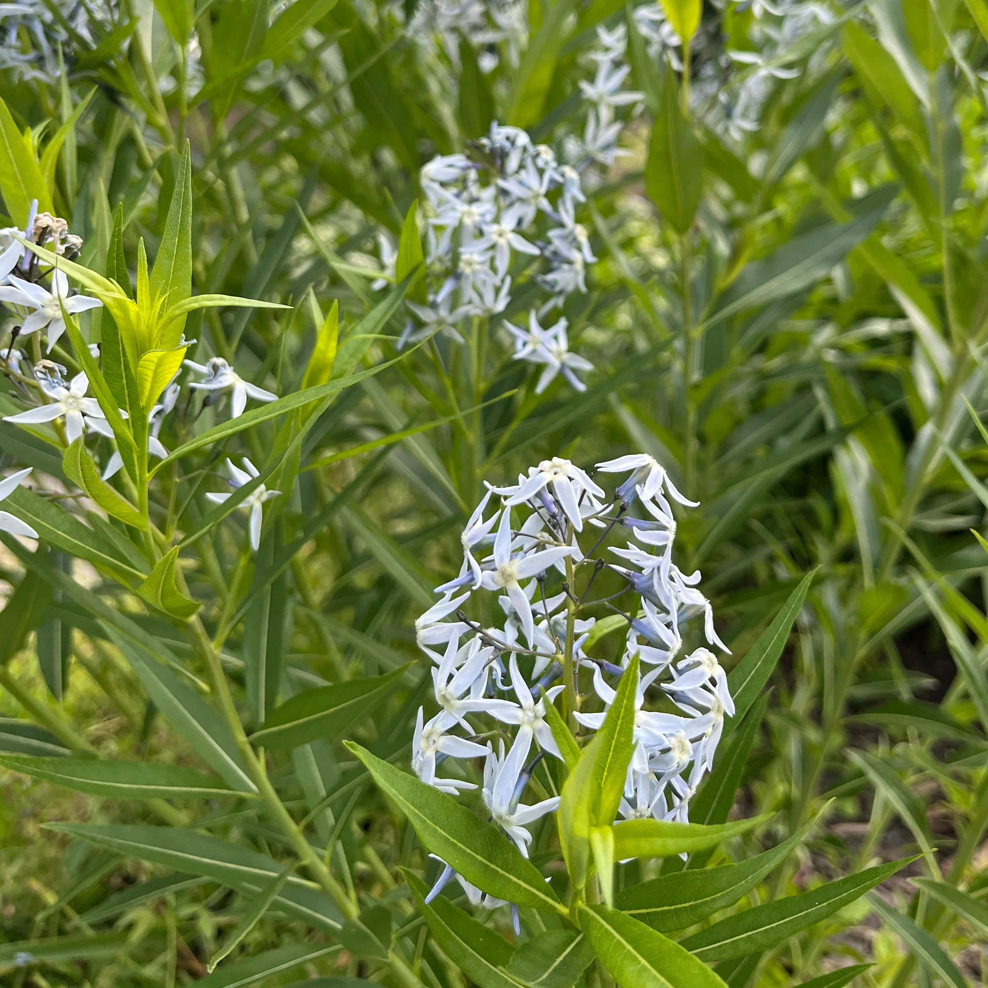 Miniatuur 2