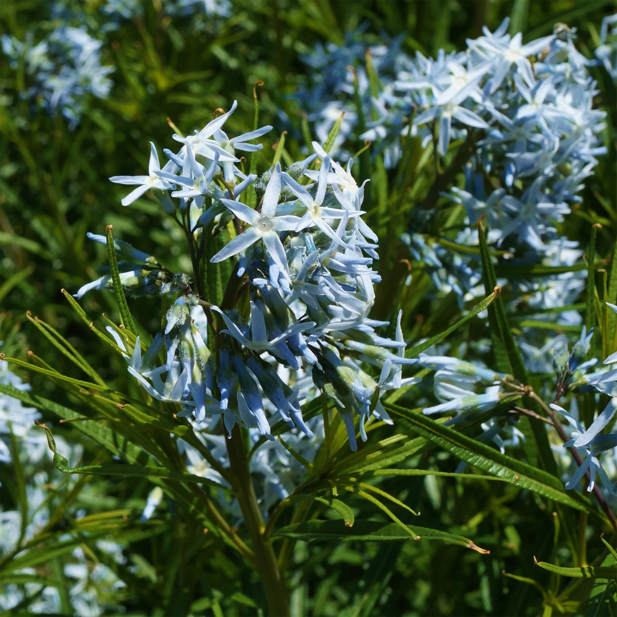 Miniatuur 2