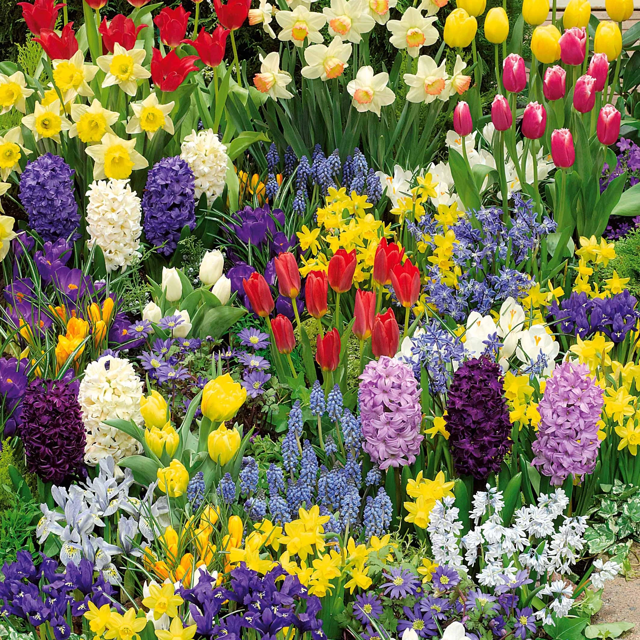 Miniatuur 1