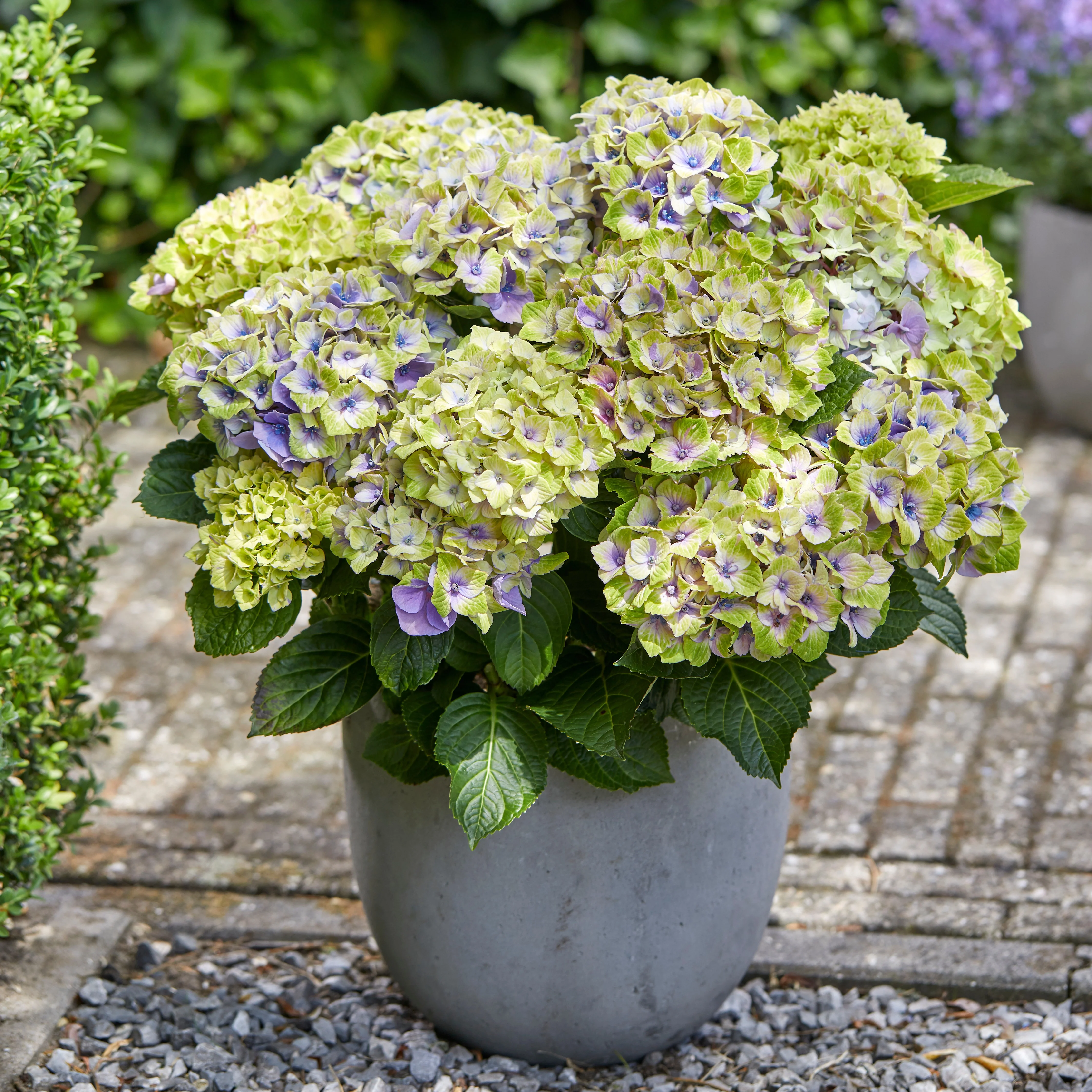 Miniatuur 1