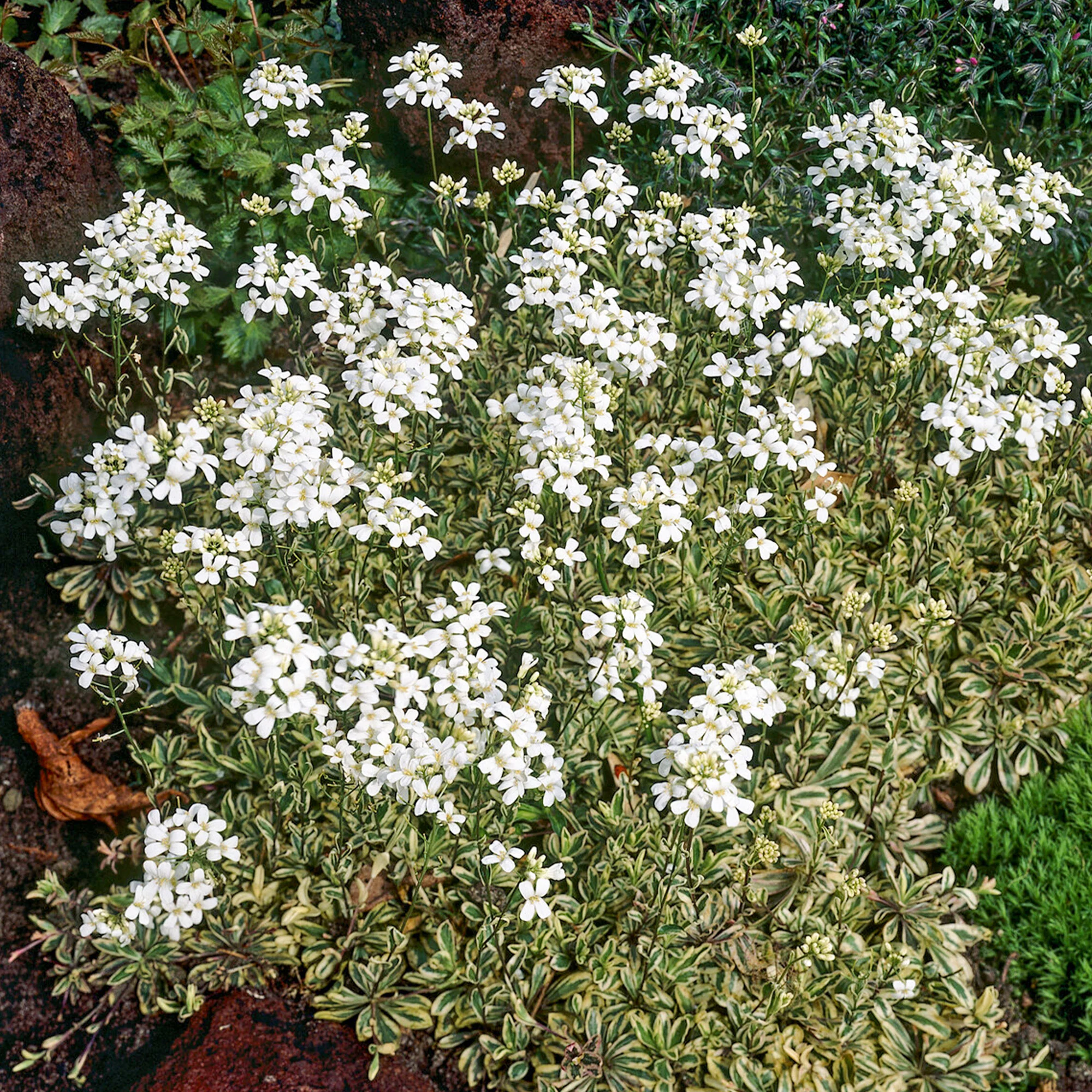 Miniatuur 2