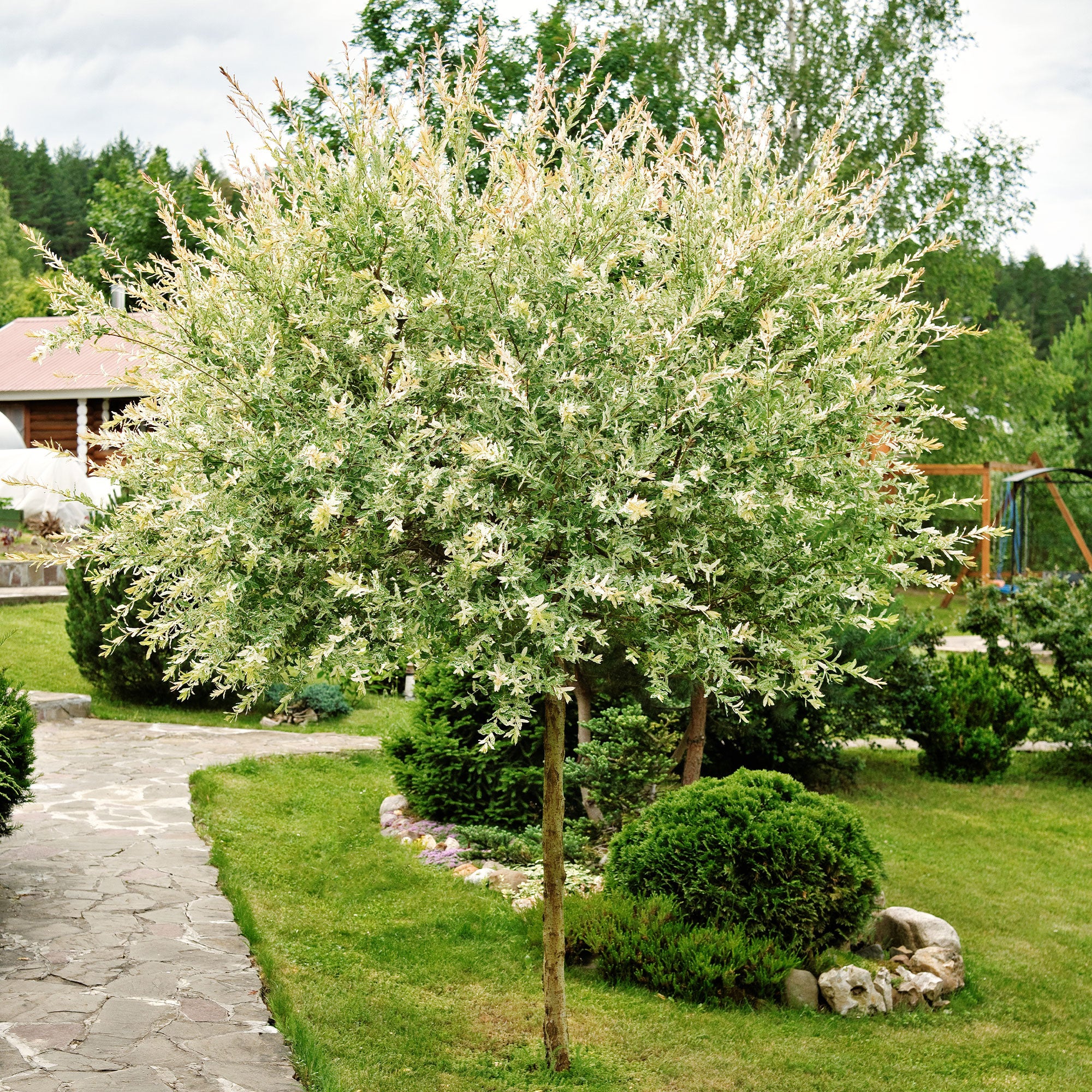 Miniatuur 2