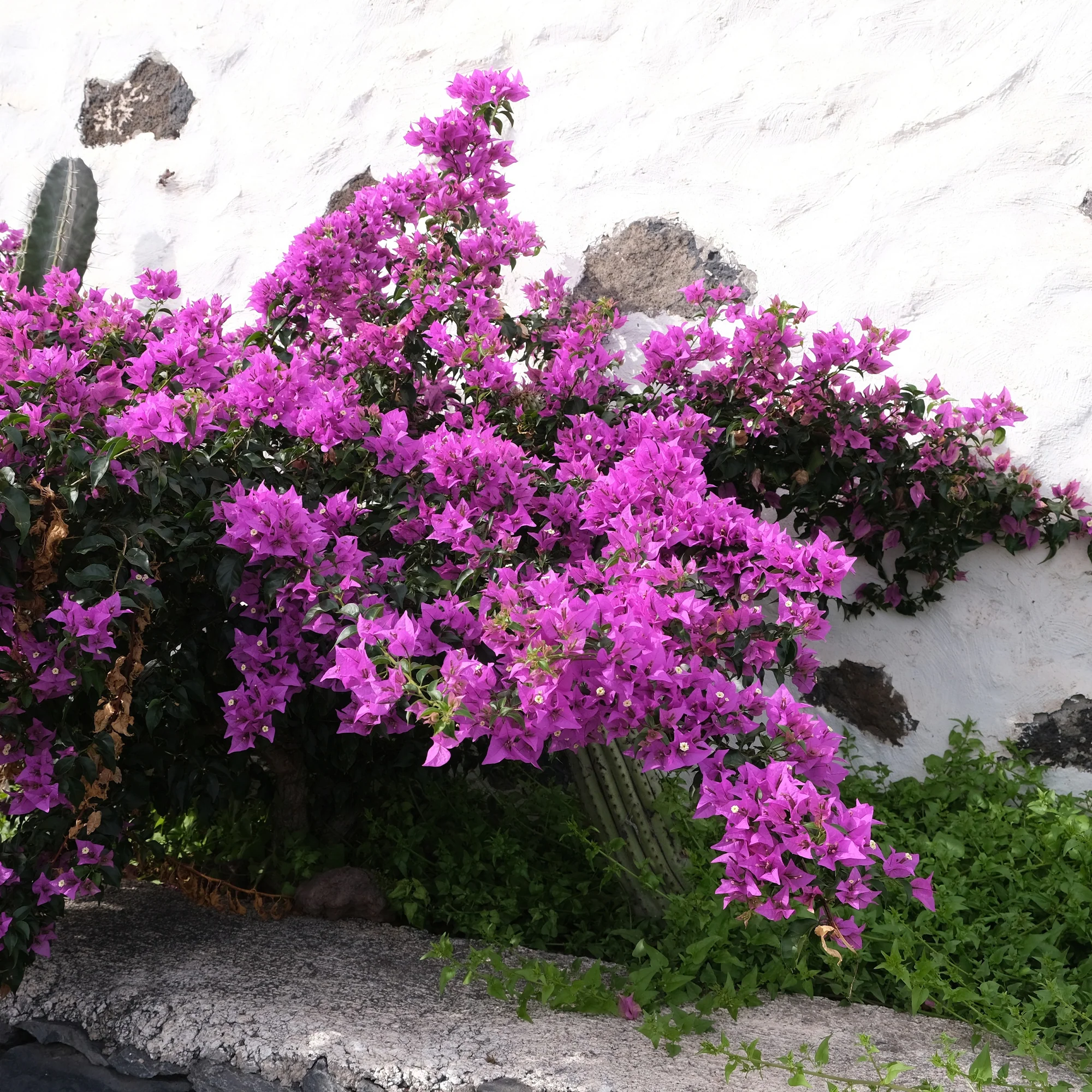 Miniatuur 1