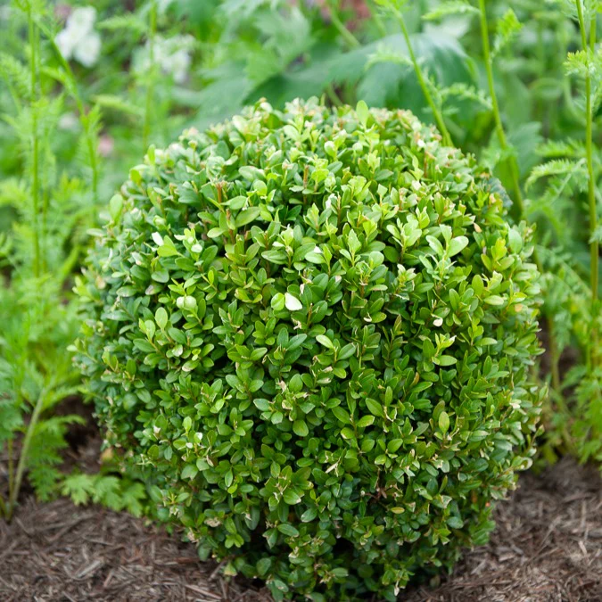 Miniatuur 2