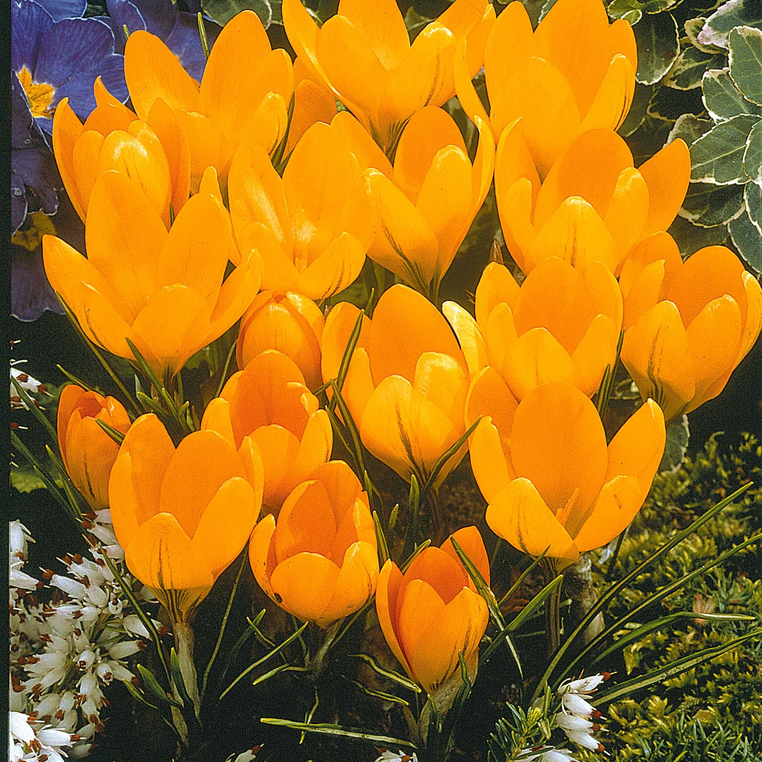 Miniatuur 2