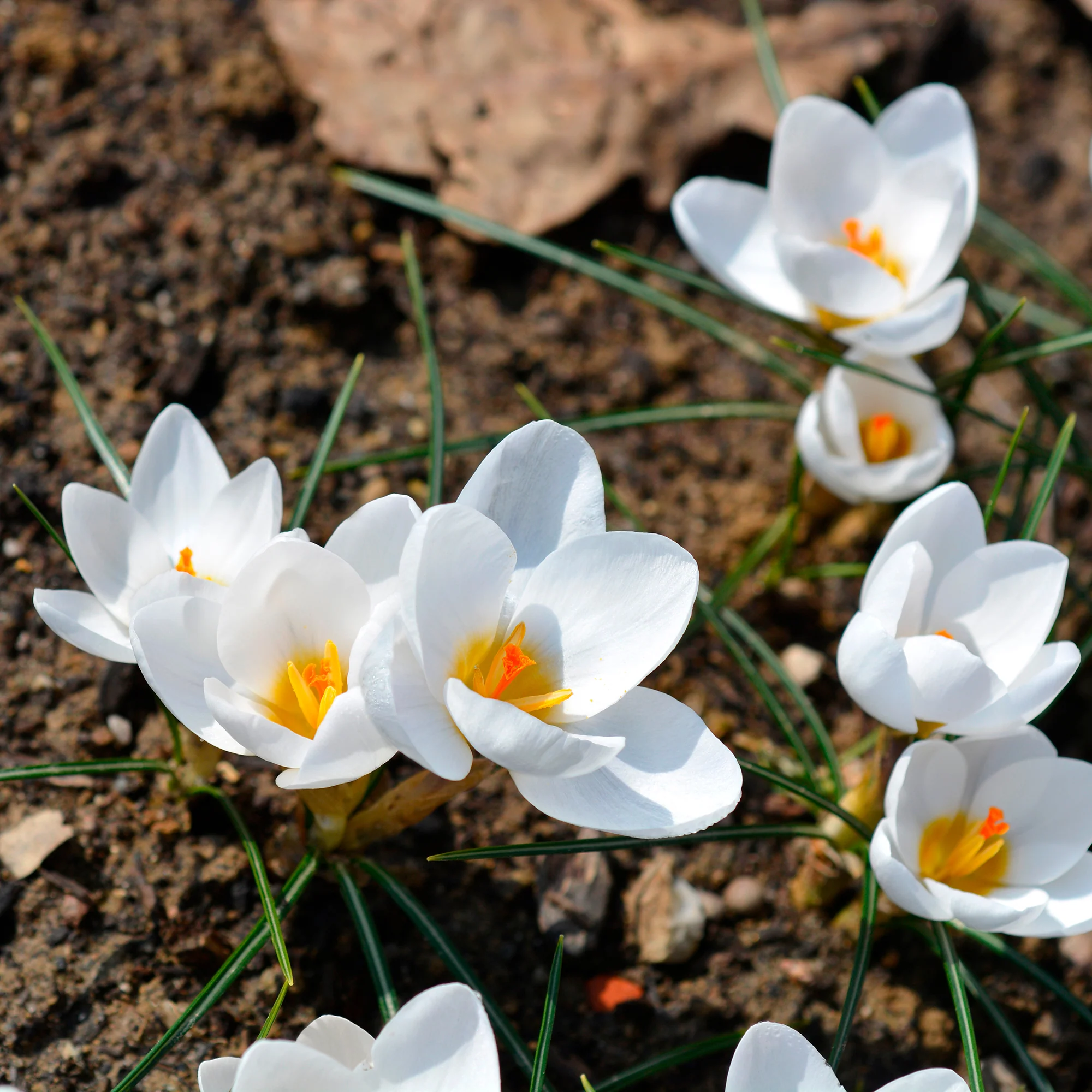 Miniatuur 2