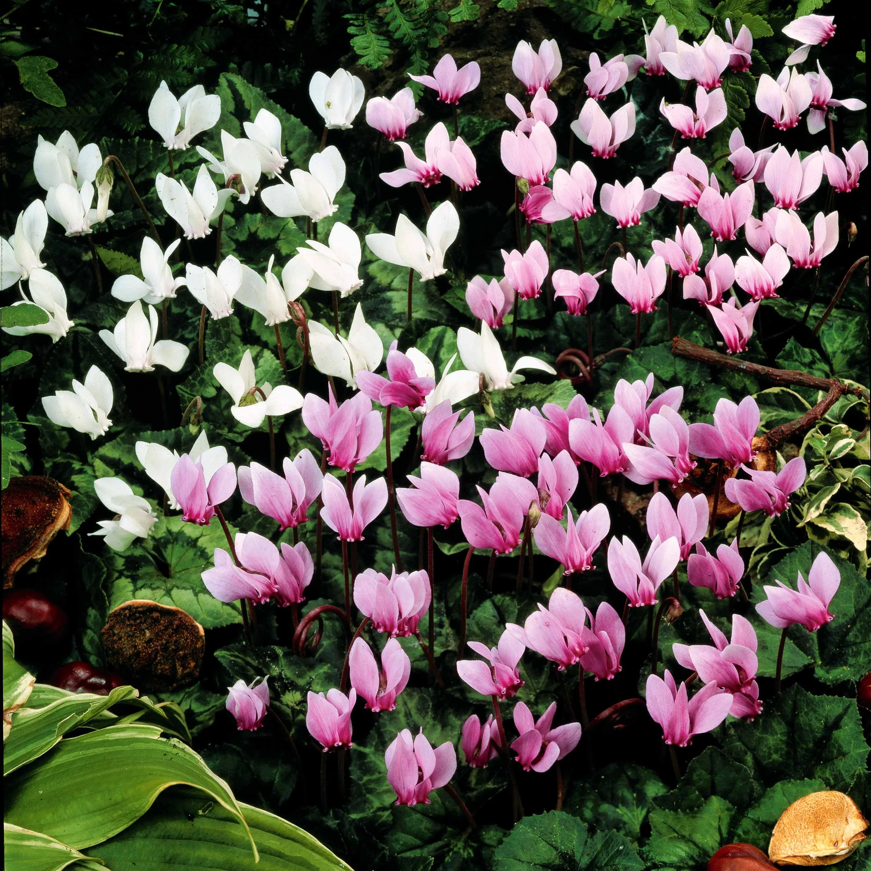Miniatuur 1