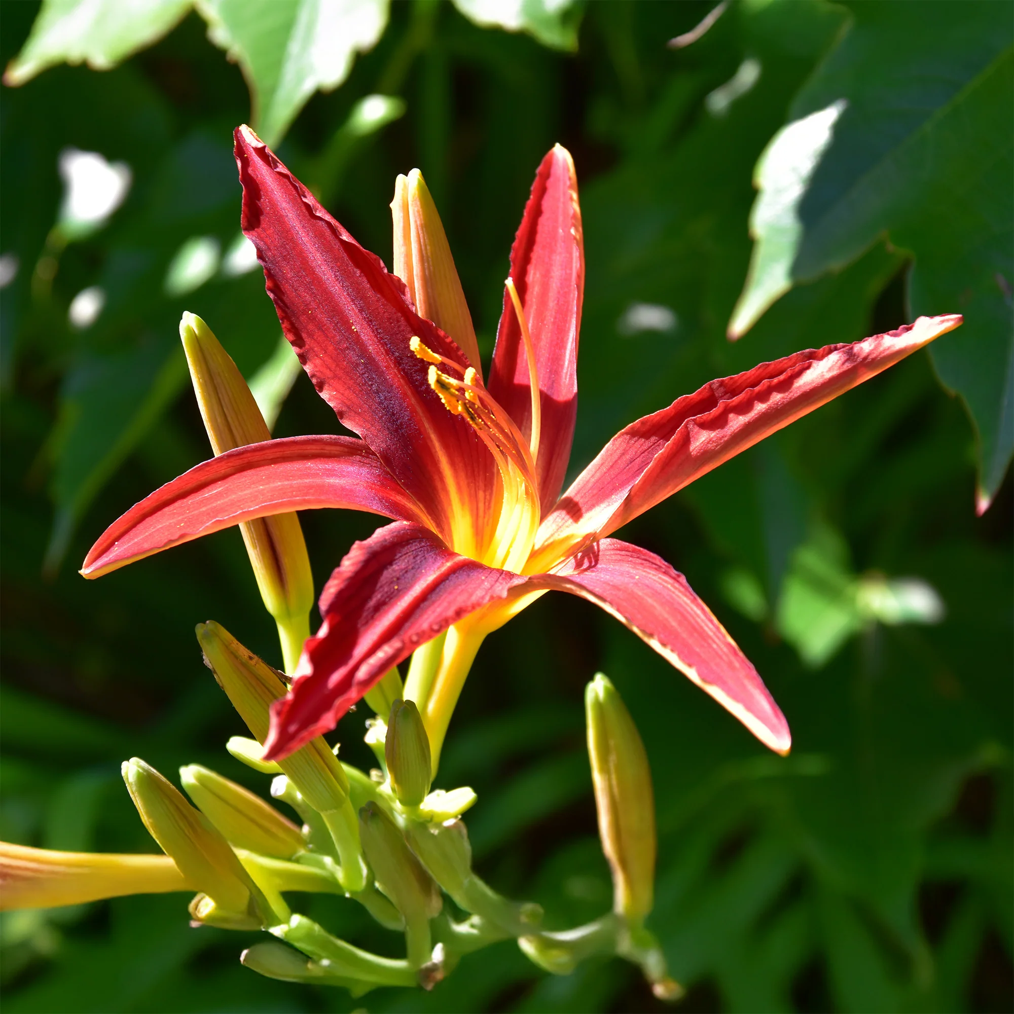 Miniatuur 2