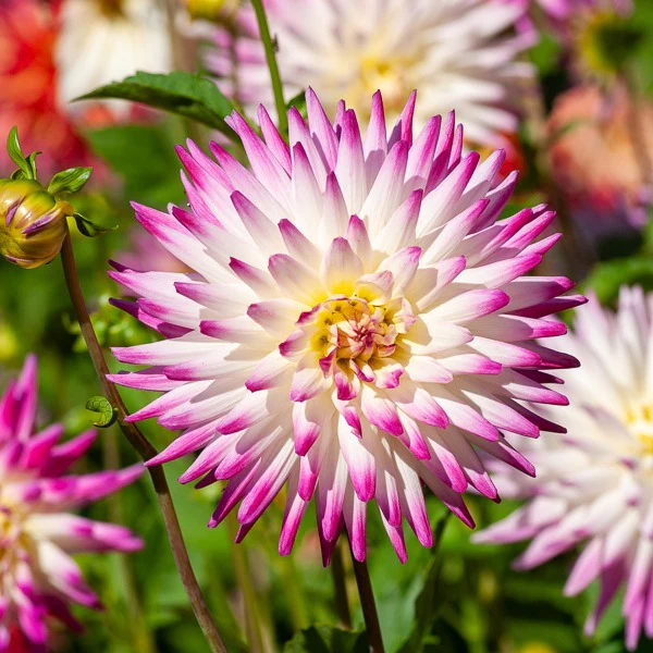 Miniatuur 1