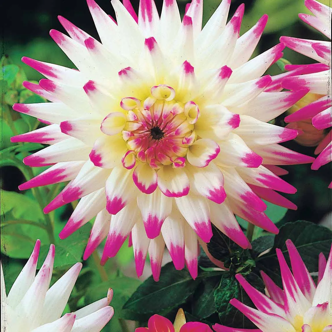 Miniatuur 2