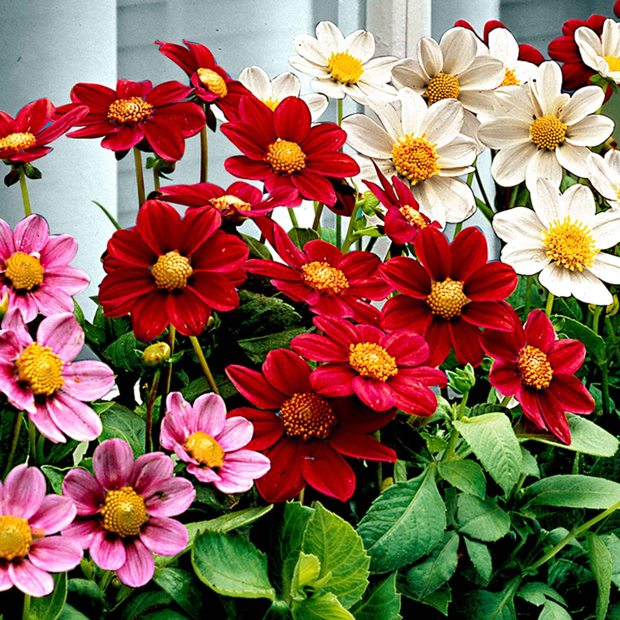 Miniatuur 1
