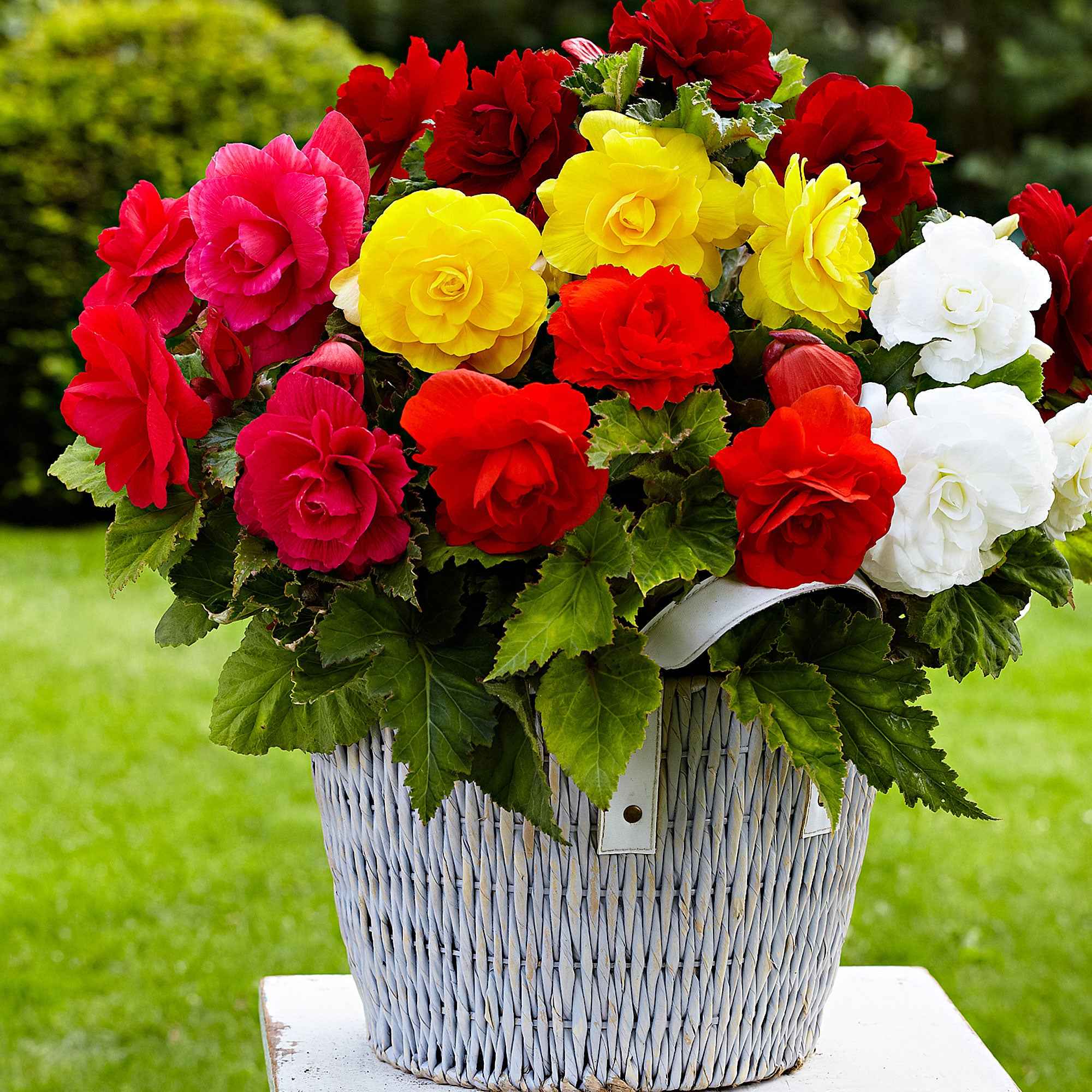 Miniatuur 1