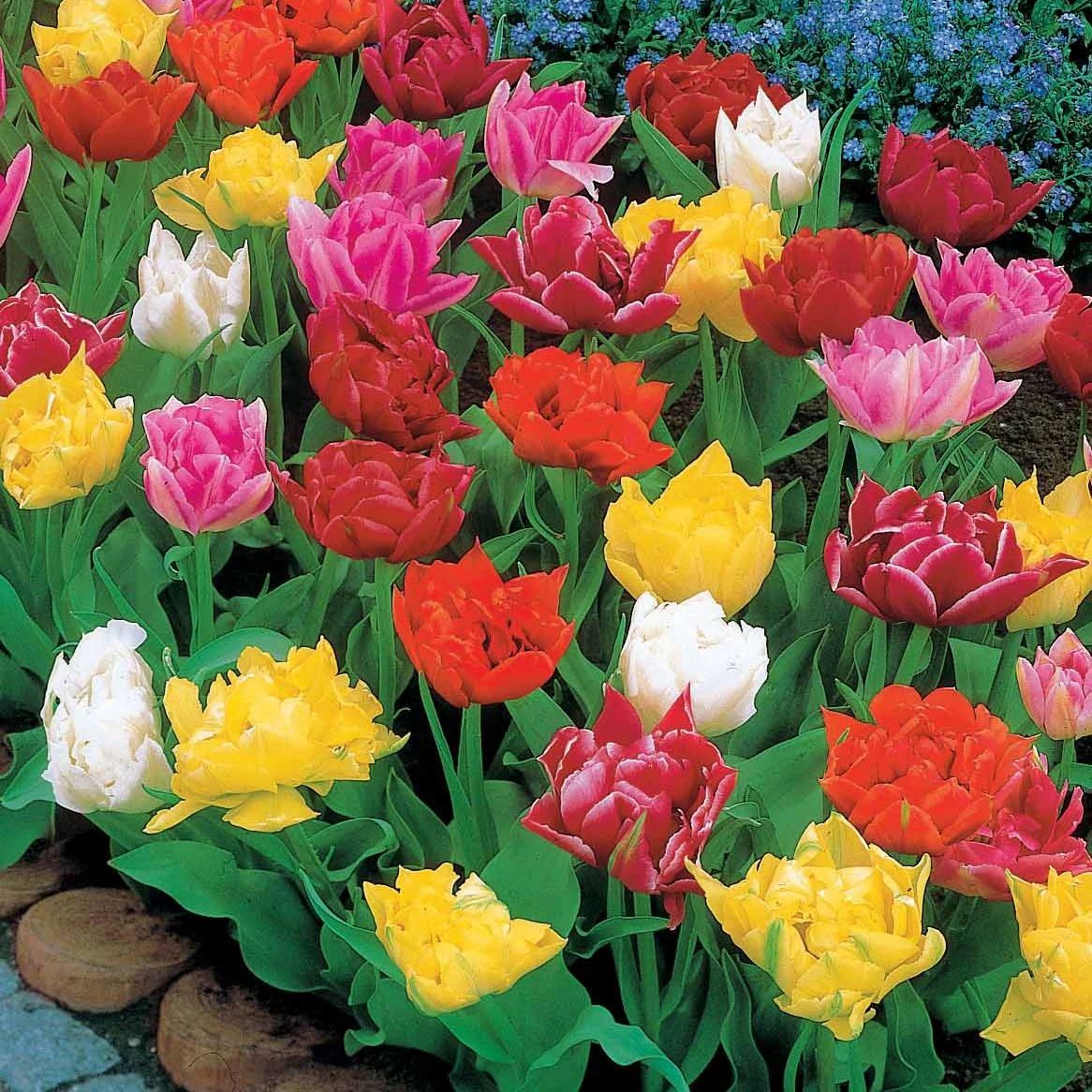 Miniatuur 1