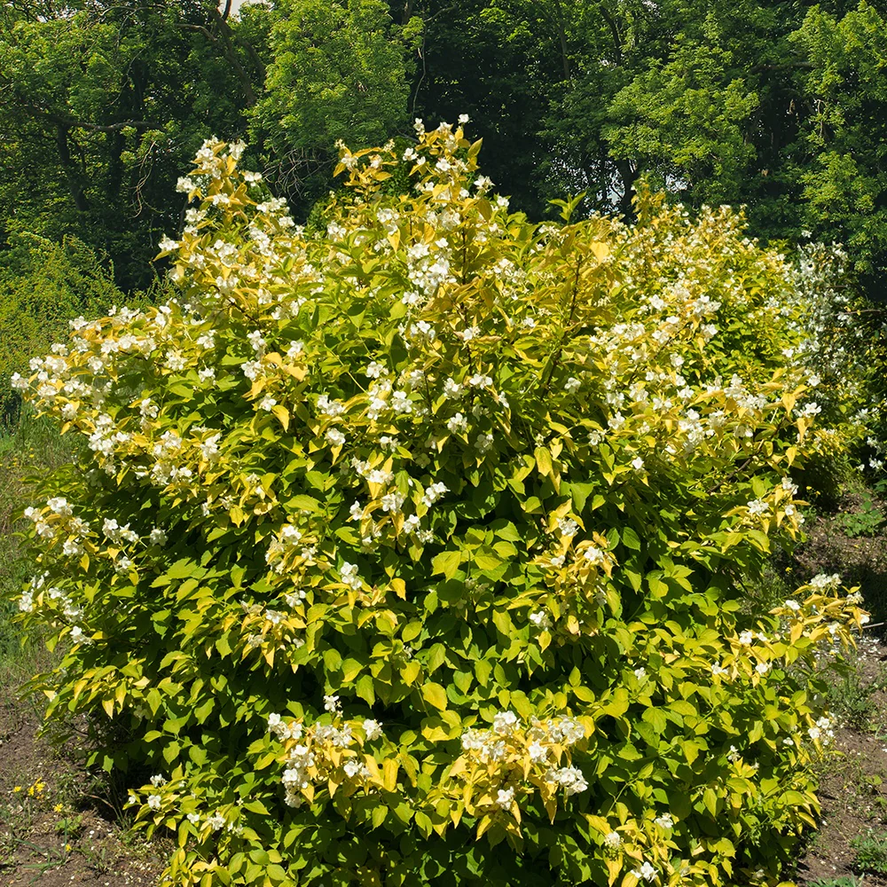 Miniatuur 1