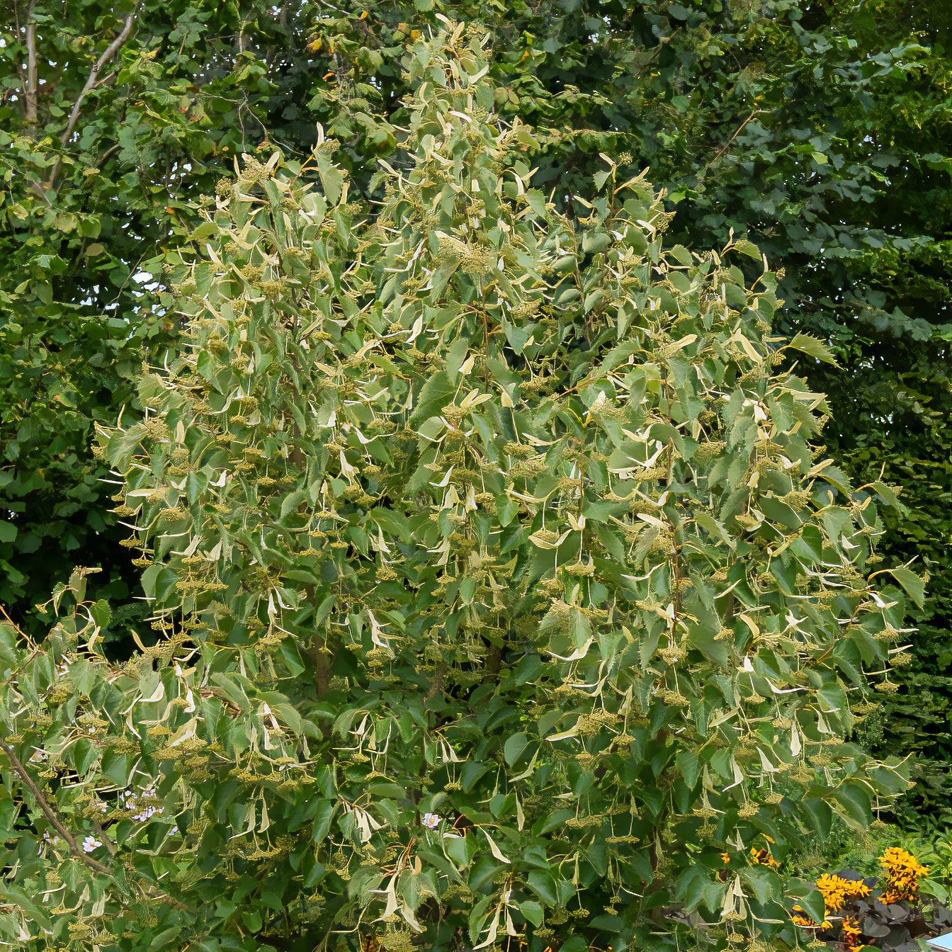 Miniatuur 1