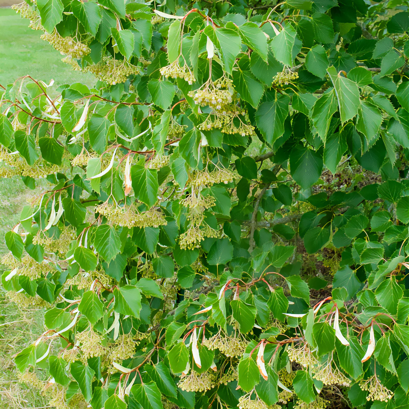 Miniatuur 2
