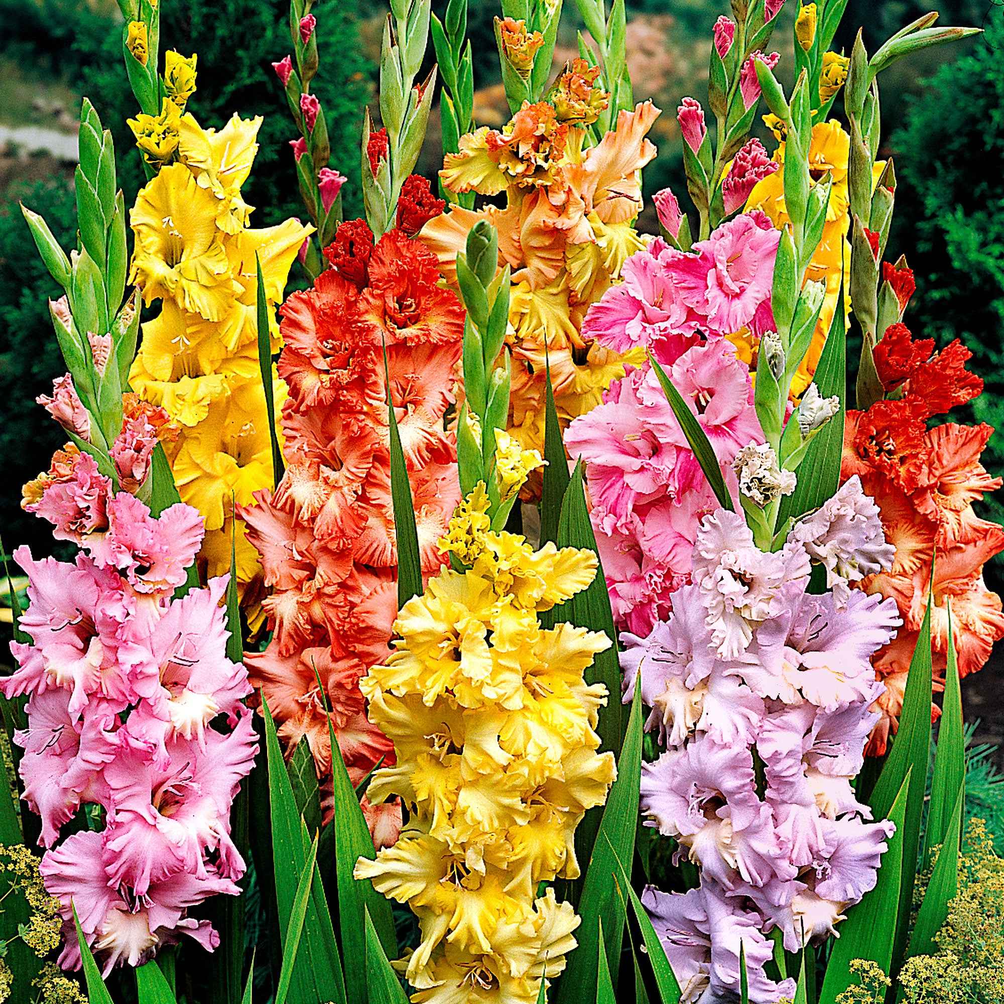 Miniatuur 2