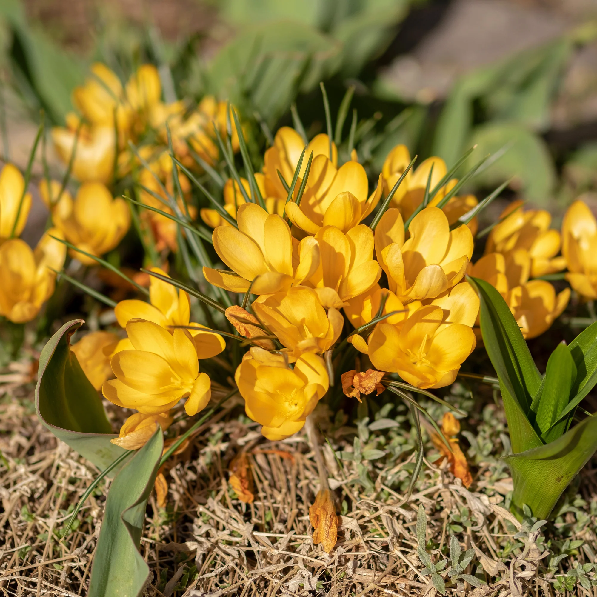 Miniatuur 1