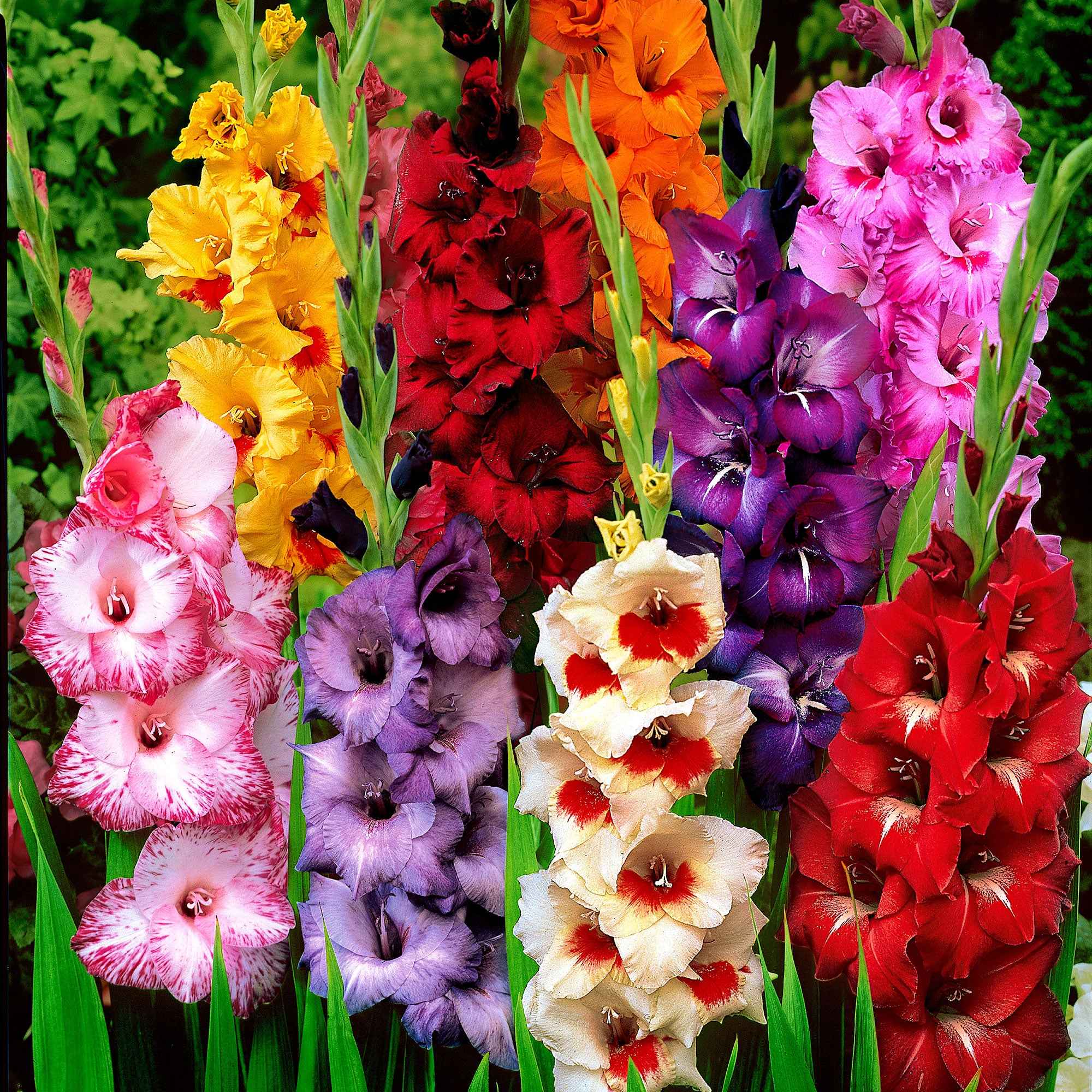 Miniatuur 1