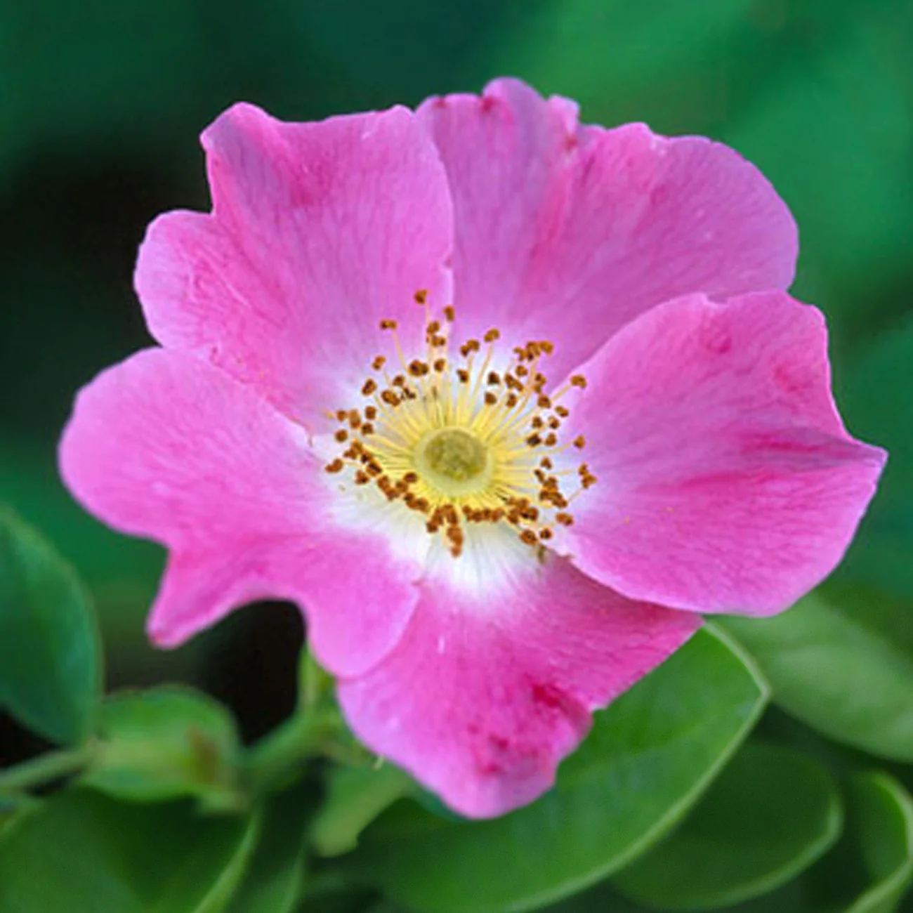 Productafbeelding 4