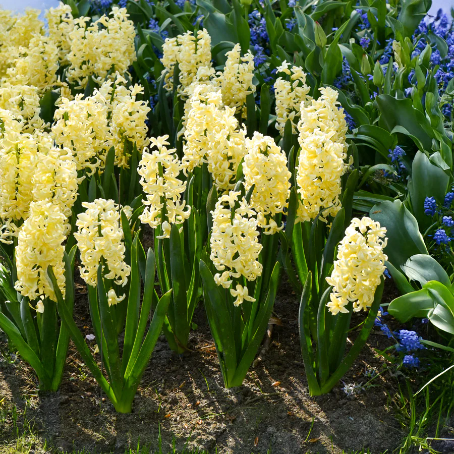 Miniatuur 2