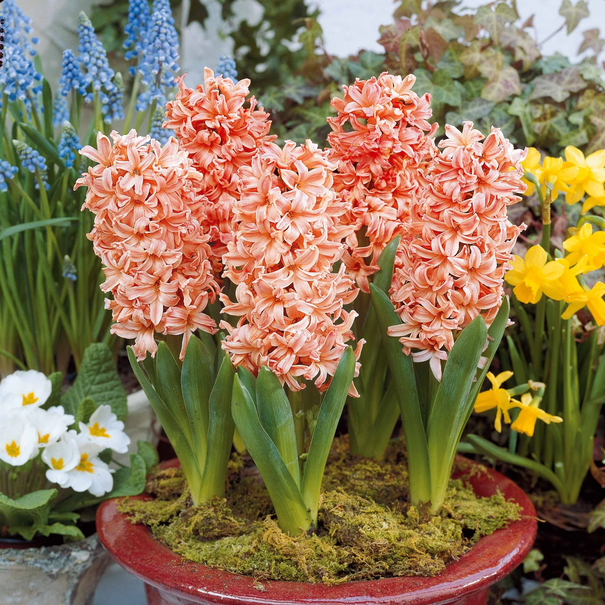 Miniatuur 2