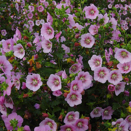 Miniatuur 1