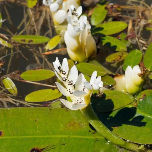 Miniatuur 1