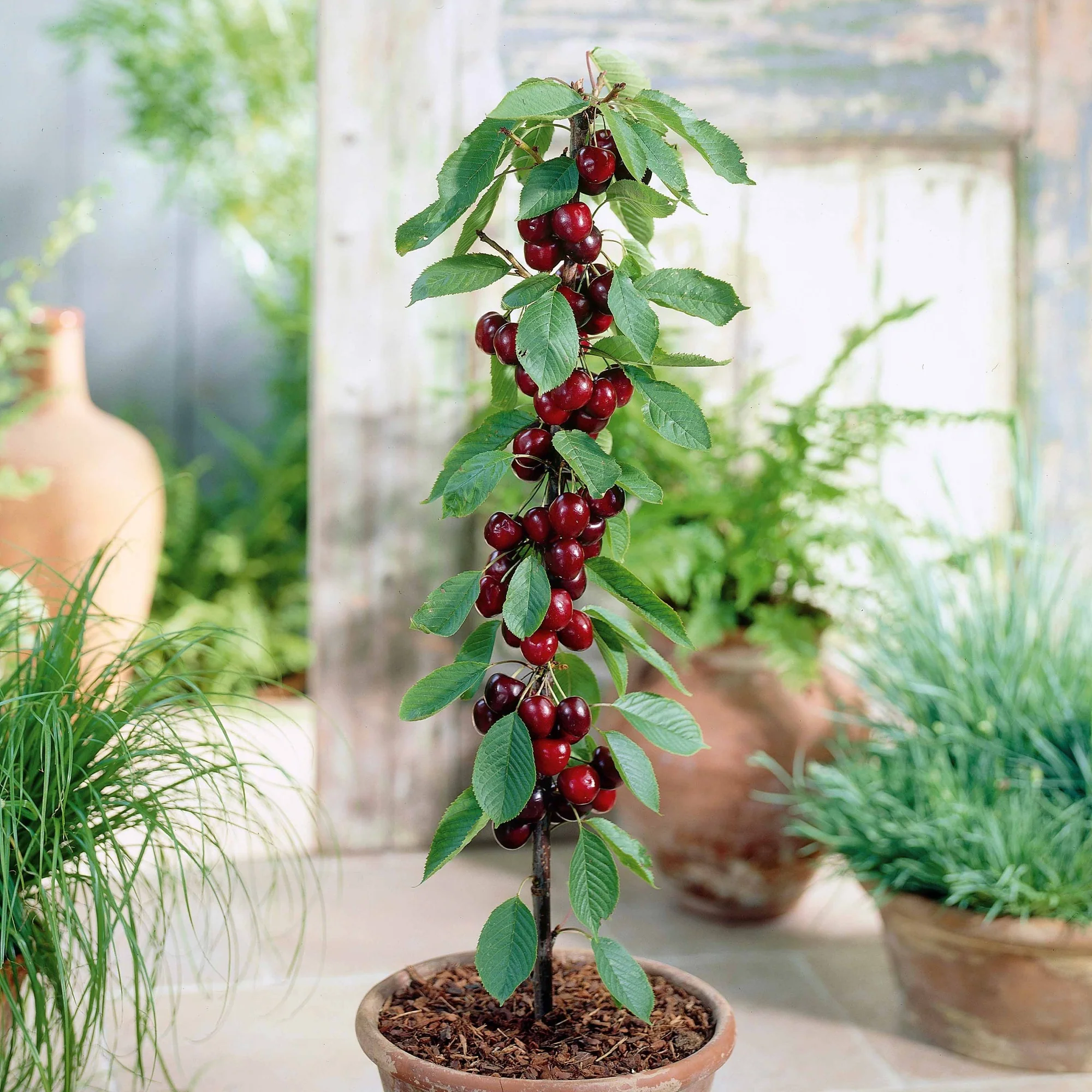 Miniatuur 1