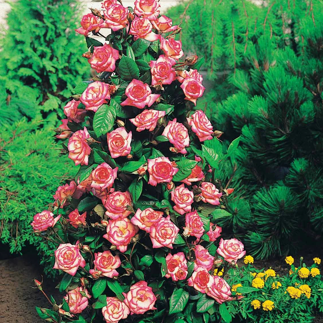 Miniatuur 2