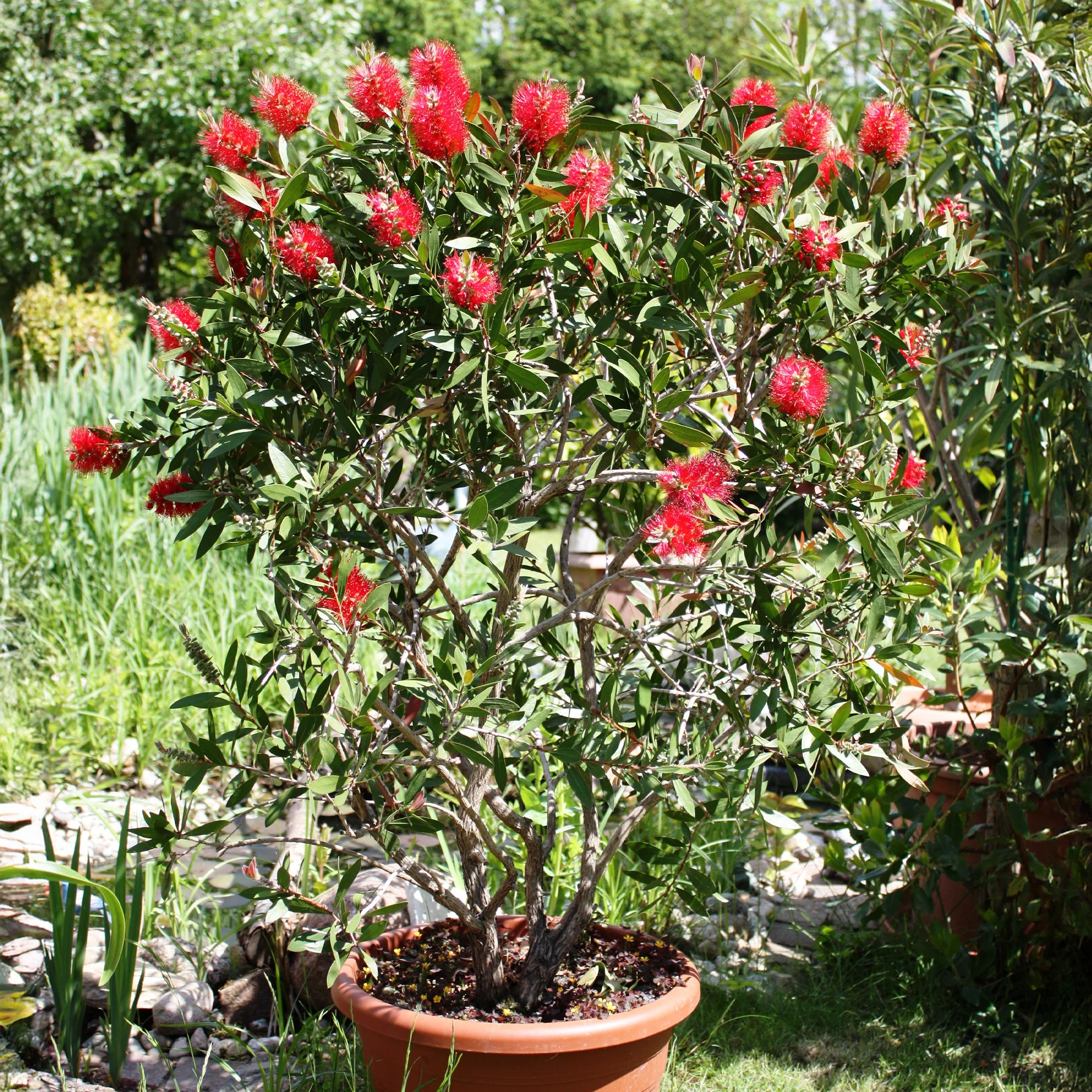 Miniatuur 1