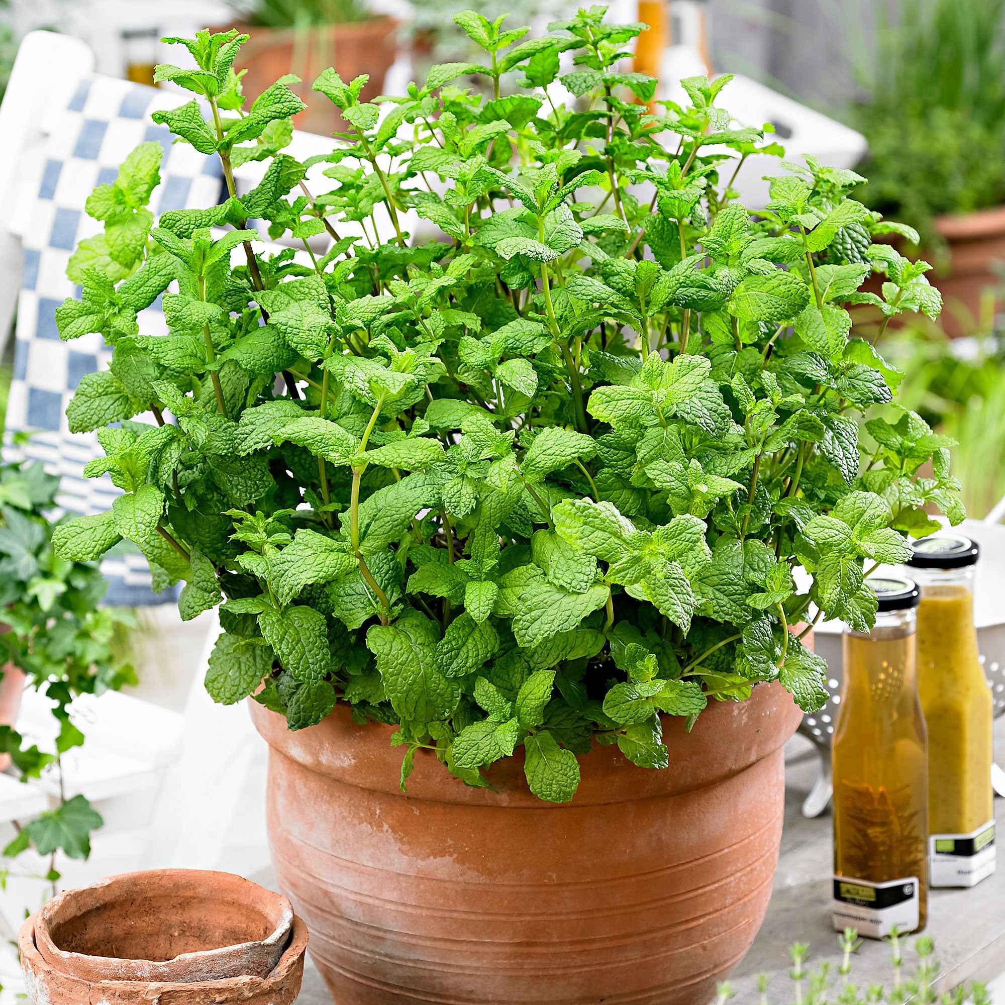 Miniatuur 2