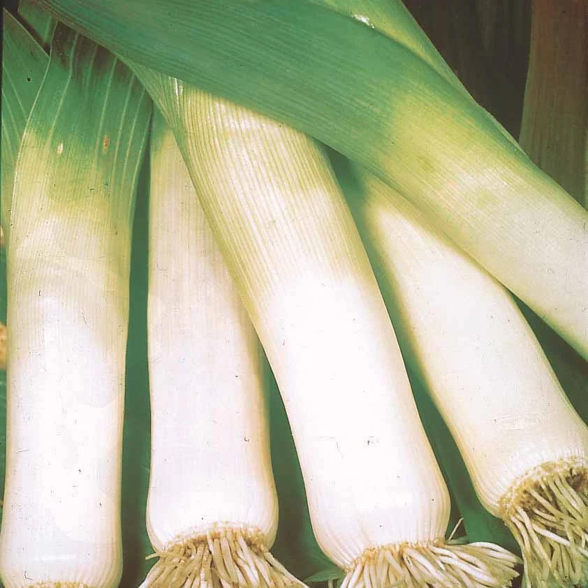 Miniatuur 2