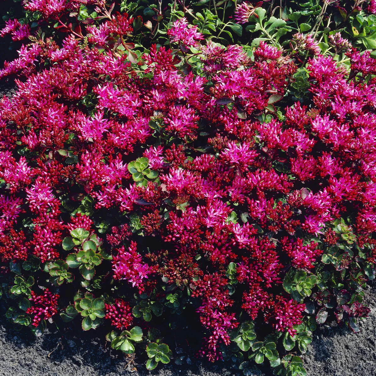 Miniatuur 2