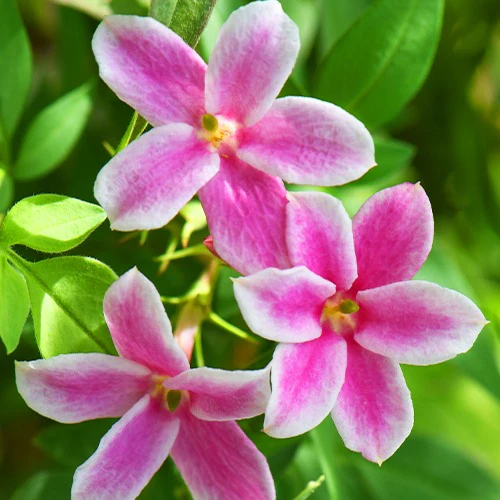 Miniatuur 2
