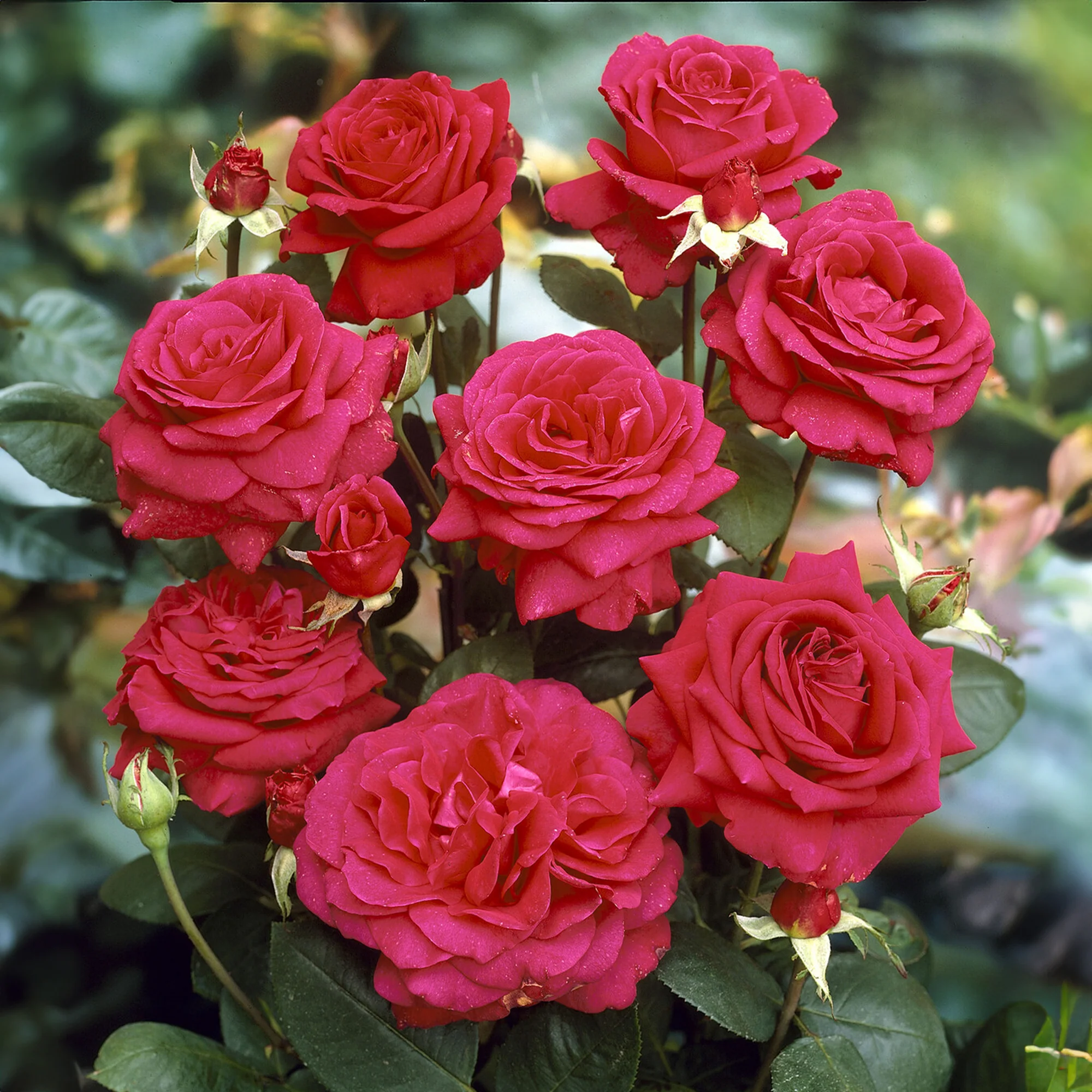 Miniatuur 1