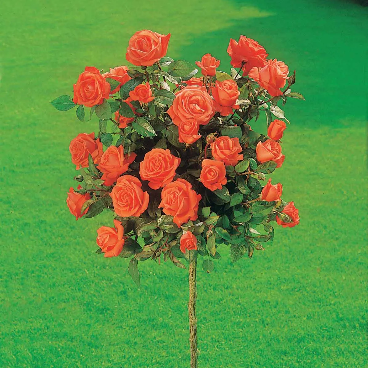 Miniatuur 1