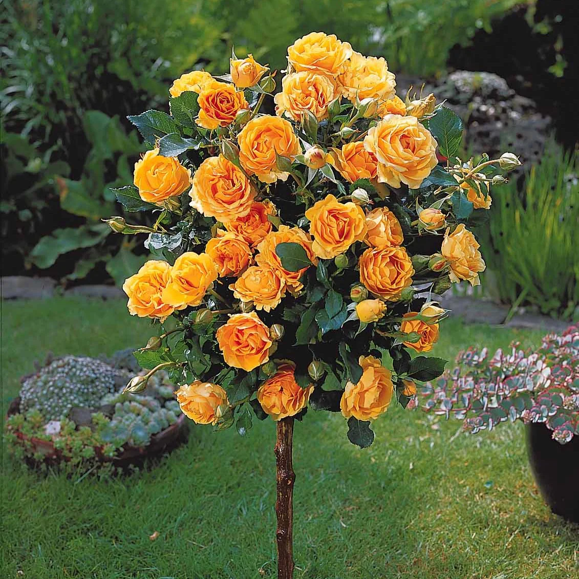 Miniatuur 1