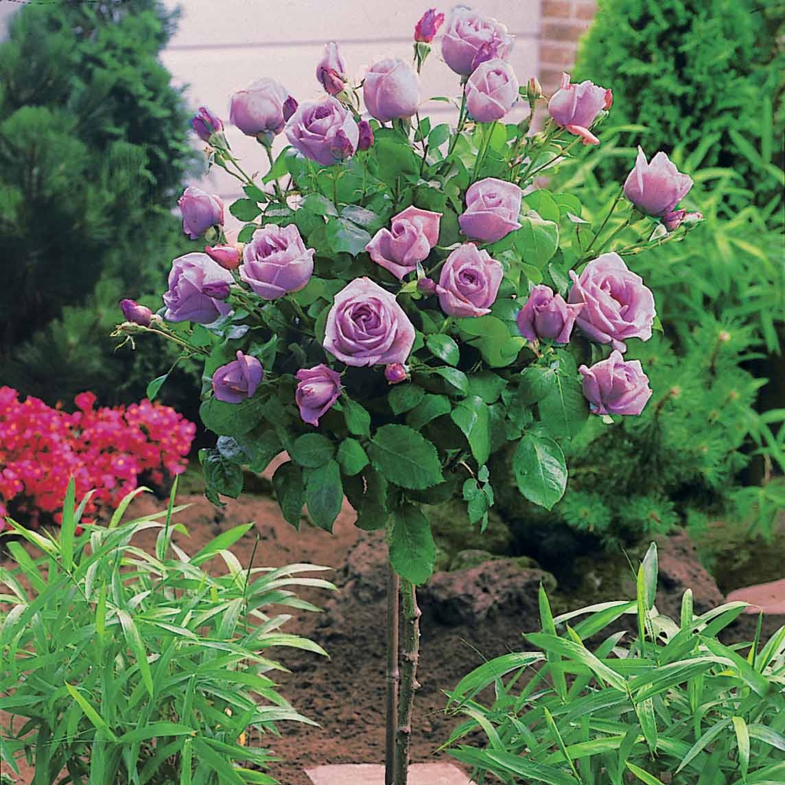 Miniatuur 1